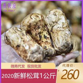 2021新鲜松茸波密沙德小金菌菇煲汤3-12寸500克微商代发顺丰生鲜