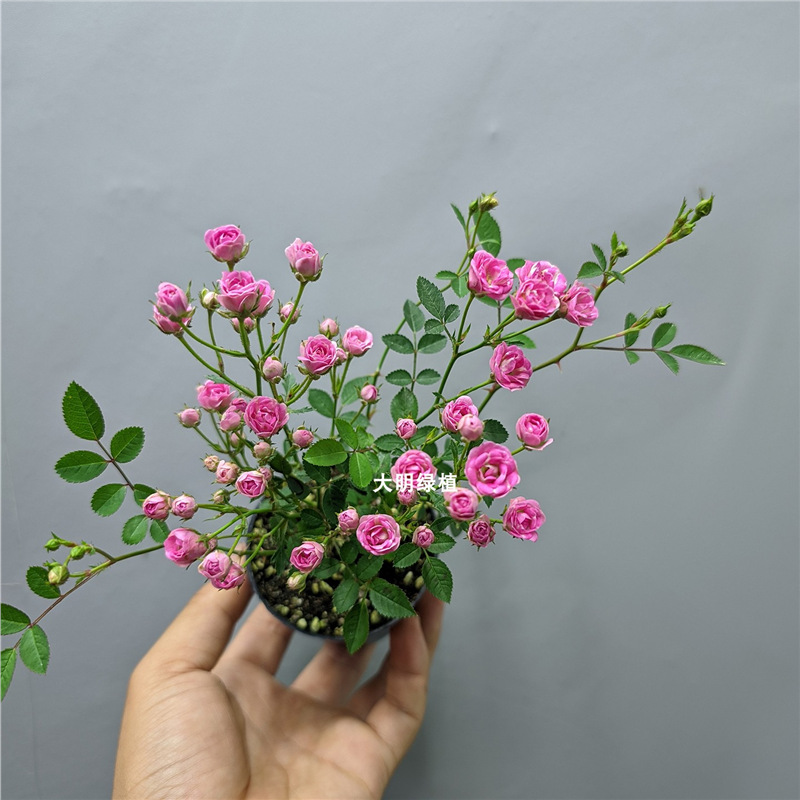 日本姬月季蔷薇须惠姬勤花带花苞盆栽绿植四季开花机器窗台阳台