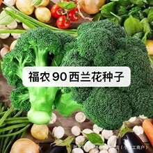 ���r90���m���N�ӾGɫ�����߲˷N�ӻ�Ҭ���ͺ��͟Ứ����