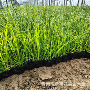 Short Pampas Grass, Shandong Qingzhou, Has a Large Supply of Pampas Grass Pots of Various Sizes, Straight Hair, Large Price, Excellent Seedlings, Strong Roots and Hair