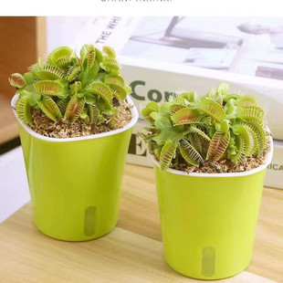 ��ω�������i�\��ʳ�xʳ�˻���ˮ��ֲ��é�����þGֲ���x�����