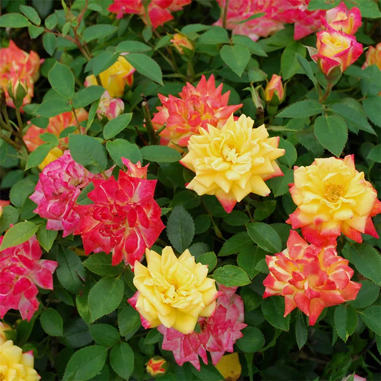 Ou Yue Vine Rainbow Climbing Vine Разноцветная разноцветная Роза, Всесезонная Цветущая Женская садовая лоза в горшке, Тип аромата Лучжоу