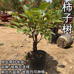 �������Ә����Ե����ϱ����Nֲ�̨ͥԺ�𾧴������ͺ��޽ӹ�����