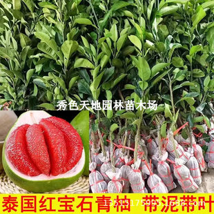 ���_���֘����Ә���t�����ּ޽�̩����Ƥ���ֹ�����箔��Y����