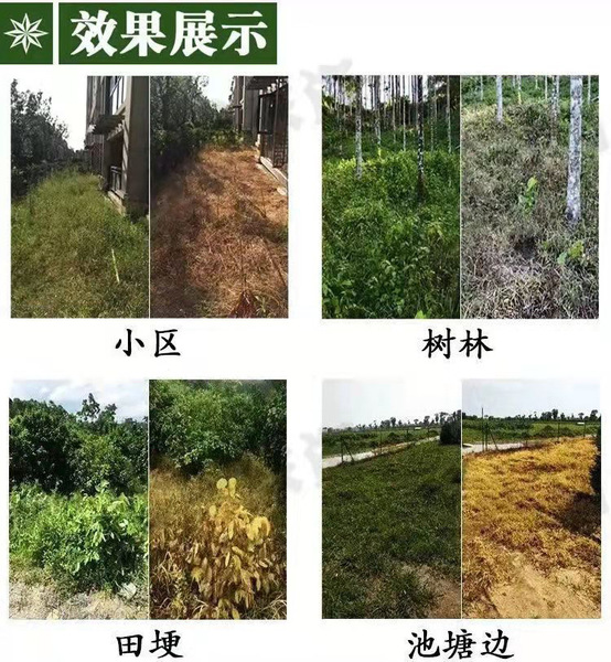 20%cinobacterium