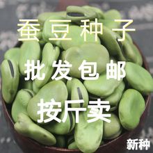 蚕豆种子按斤销售大粒北斗七星蚕豆种籽耐寒兰花豆罗汉豆