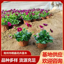 ���������ͺ����� �@�־��^�������̲ݻ����� ��ɫ���������ݻ���