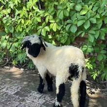 ����@���������R�ڱ������ ���ȾW�t��Ę����С��Ф�����w�r��