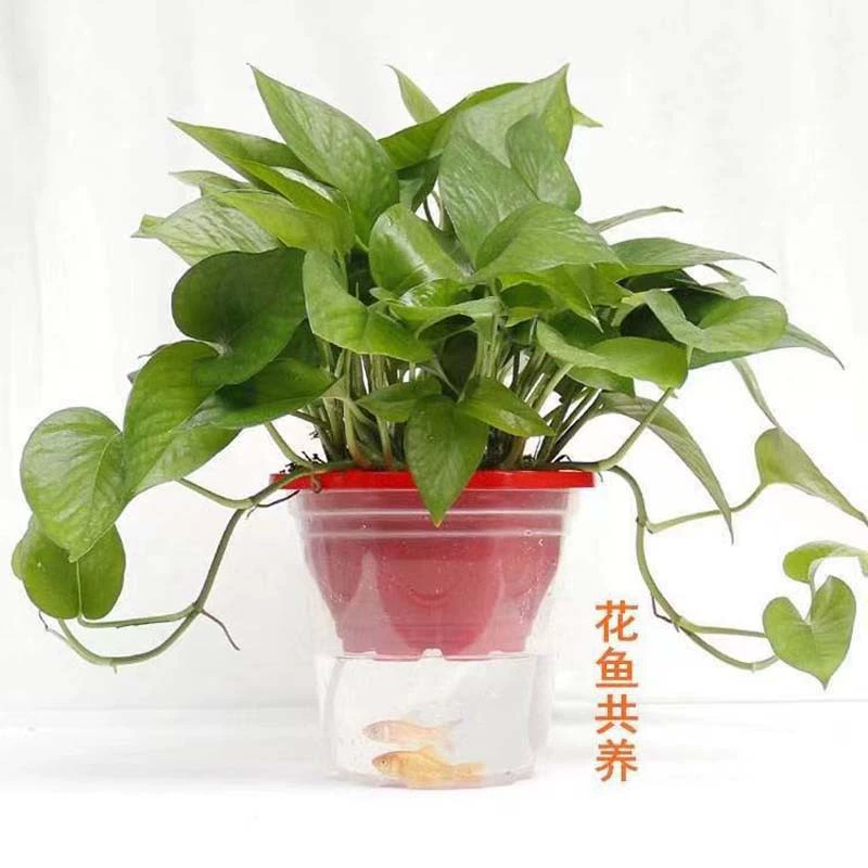 Jacket, transparent plastic flowerpot, water absorbent