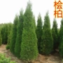 绿化柏树松树苗塔柏