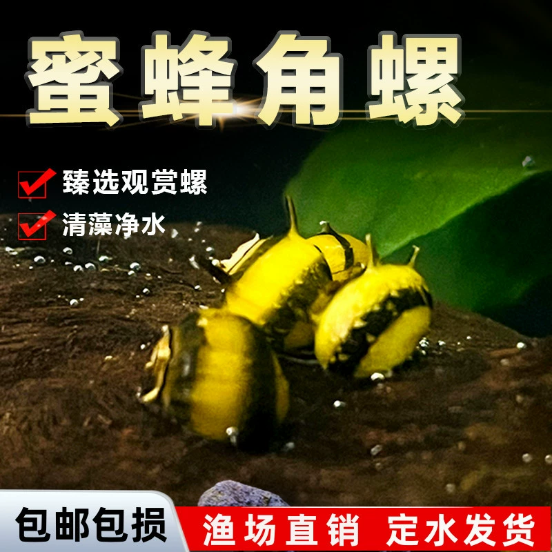 Улитка Beehorn, декоративная улитка, яблочная улитка, черное алмазное яйцо, загадочная золотая зебра, лук, инструмент для очистки, удаления водорослей, улитка