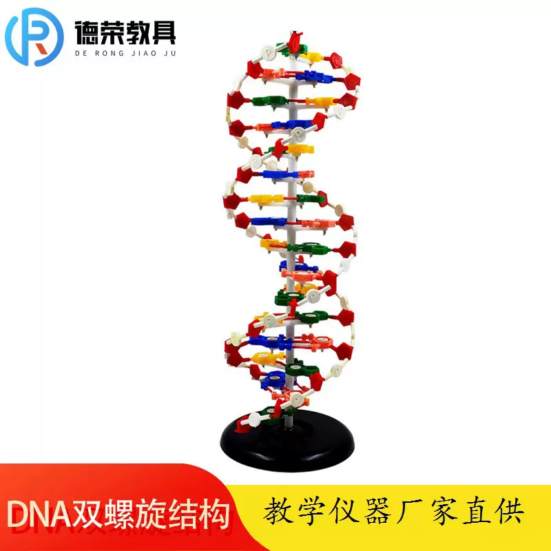 DNA双螺旋结构模型碱基对3212底座大号高中生物遗传基因教学仪器
