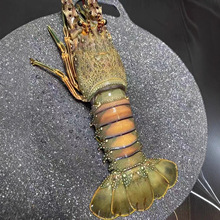 活冻小青龙越南生冻小青龙大龙虾澳龙龙虾海鲜水产水产农产品批发