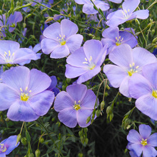 蓝花亚麻花种子室内外庭院花坛盆栽四季播易活多年生宿根花卉种孑