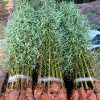 Bamboo seedling courtyard plants in the north in the north of the cold -resistant indoor potted planting bamboo purple bamboo seedlings in the bamboo seedlings of jade bamboo four seasons green bamboo seedlings