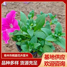 ���ݬF؛���l�pɫ�谫��ţ��С�^ͥԺ�^��ֲ�ﰫ��ţ����ľ