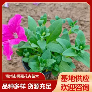 青州现货批发双色盆矮牵牛花小区庭院观花植物矮牵牛花苗木