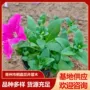 青州庭院植物观花矮牵牛花