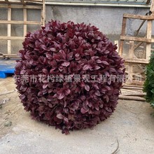 �����ľ��� ��ͩ�� ���������V�����@�G�����Gֲ�¹����S��