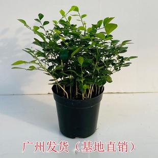 Jiuli Fragrant Potted Indoor and Outdoor Mosquito Repellent Grass Fragrance Plant Living Room Desk Balcony Green Plant Purifying Air Flower