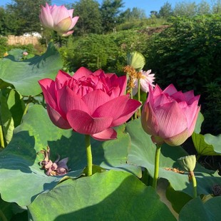Four Seasons Pond Large Lotus Seedling Seedlings Water-Raised Potted Lotus Pond Lotus Root Seedlings Ornamental Lotus Root Lotus Seedlings