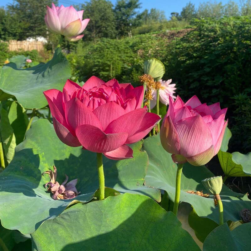 Four Seasons Pond Large Lotus Seedlings Water-Cultured Potted Lotus Pond Lotus Seedlings Ornamental Lotus Seedlings Lotus Seedlings