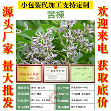 林木种子苦楝树种子苦栋树种子楝树紫花树种子楝枣种子苦楝子种籽