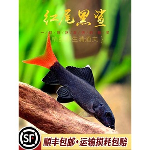 �tβ�����~��ˮ�Ꭷ�~�������̦��Ч���������ʺ�ɳ�ۼt�����w
