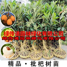 大五星枇杷苗树地栽特大南北方种植当年结果早熟无核嫁接枇杷树苗