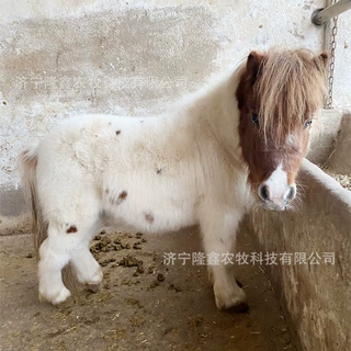 可爱萌萌的小矮马是什么品种 儿童骑乘矮脚马活体 迷你马袖珍马