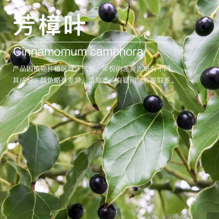 �򻨹�Ӧ����Ҷ���� ������ȡ����Ҷ�� ֲ�ﾫ�ͳ��������������