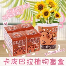 植物盲盒桌面盆栽创意节日礼物儿童绿植种子盲盒盆栽批发开学礼品