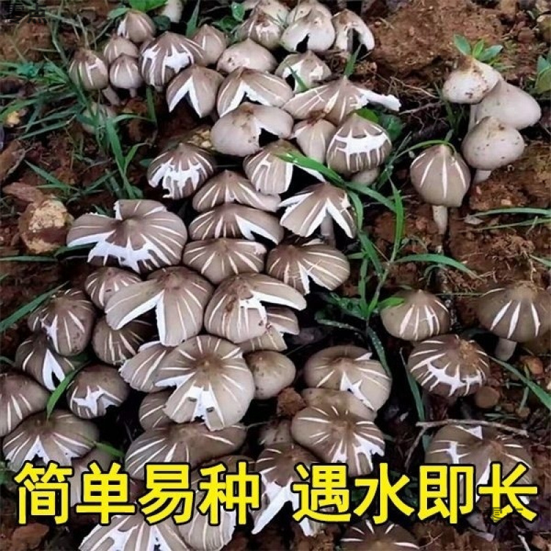 正宗鸡枞新鲜种家种包伞把菇纯野生菇三塔荔枝四季种1|undefined