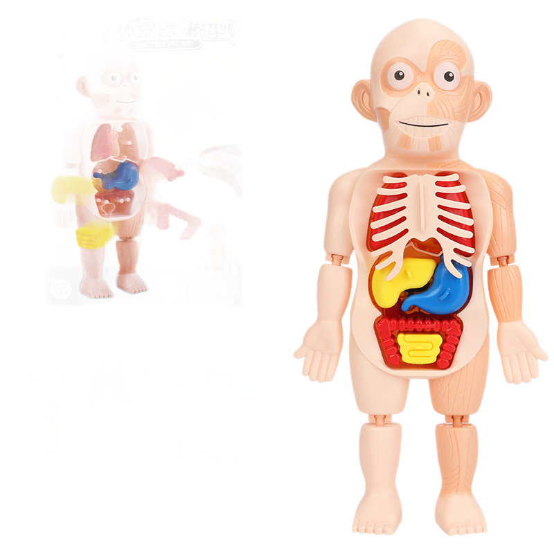 ciencia y educación transfronterizas modelo de esqueleto humano estructura de ensamblaje mecánico órganos esqueleto anatomía viscera juguete de puzzle para niños