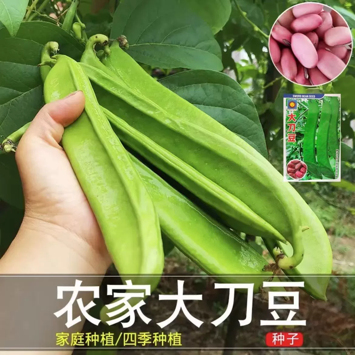 Семена волос фасоли оптовые производители красная фасоль гигантские семена рога сои Бразилия фасоль Четыре Сезона Овощи Фасоль красная