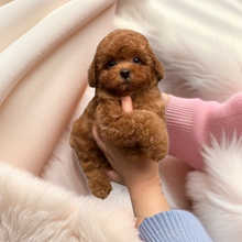 Ȯ��ֱ�N���tС�w̩����Ȯ̩�ϲ豭Ȯ��ë��������ɫ�㙉ɫ̩��