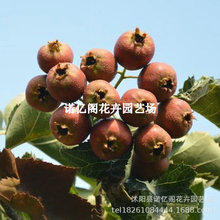 ޽ɽ高÷ɽ YϱNֲͥԺ