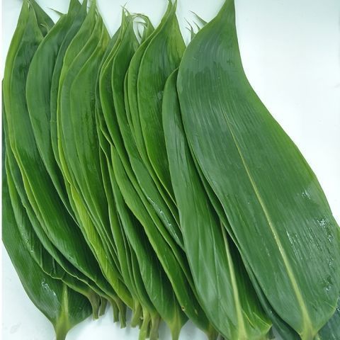 종즈잎 [1팩 50개]