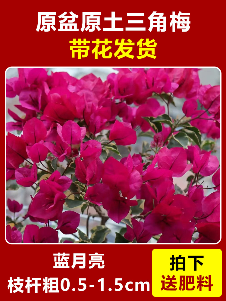 블루문 모종은 약 45~50cm [사계절 내내 꽃이 핀다] (꽃이 담긴 원래 화분에 담겨 배송)