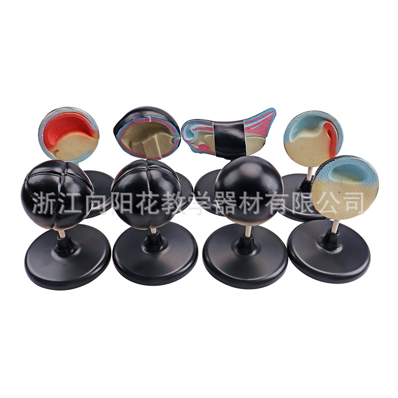 厂家销售33102蛙胚胎发育模型 八个阶段 生物医疗教学模型