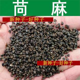 ����N������N�� Ұ�r�� ���鶬���N�� С���������K�÷N��