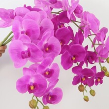 ��Ʒ�|�ָ�9�^�����m ��֦�ٻ����W�����b�ˇܛ�b��c�廨