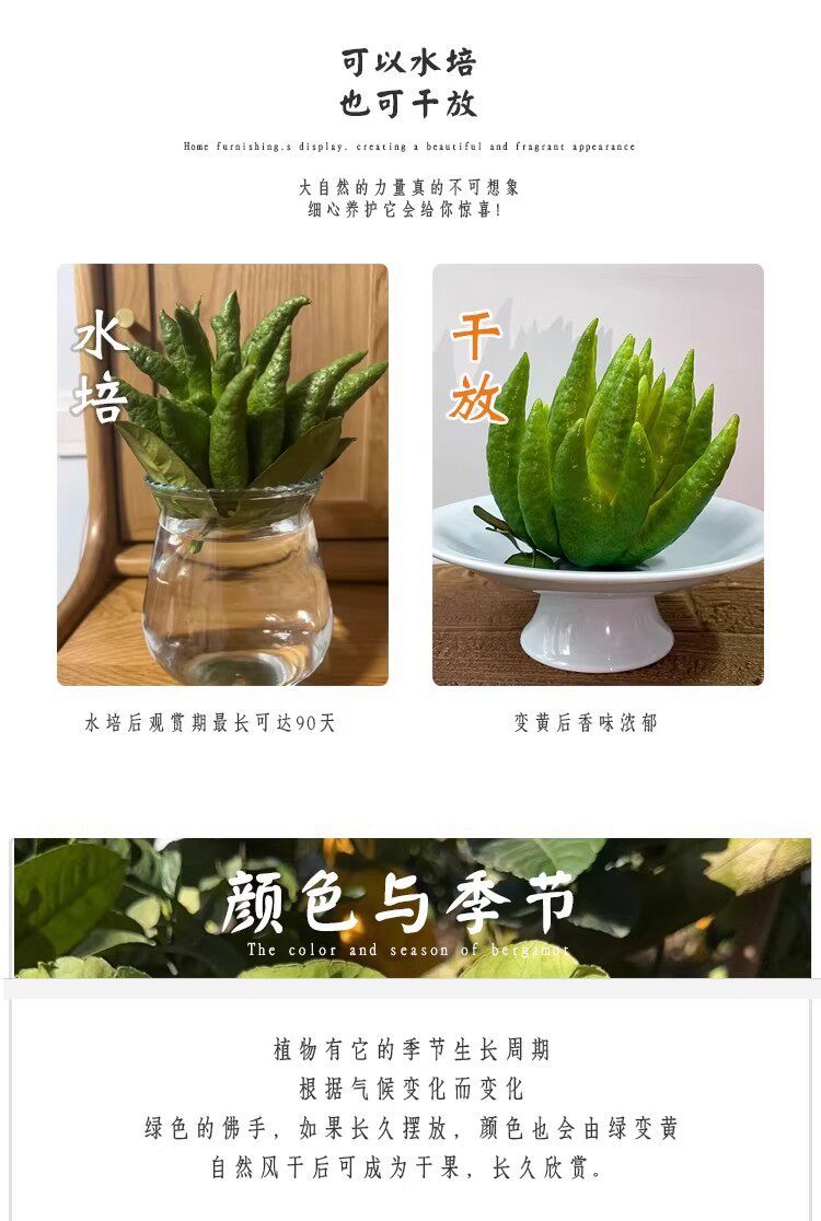 Fresh Fingered Citron Branches Buddha Hand Fruit for Water Cultivation and Display quality and texture