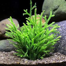 ¹����ˮ��ֲ�������������ˮ�ų�ľ¹���F�ʹ�ˮ���~���쾰����