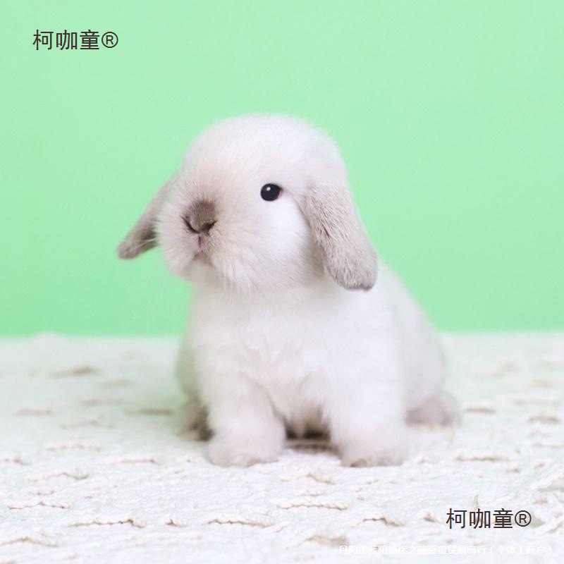垂耳道奇代发兔兔子好养活物种折侏儒荷兰霜白耳宠物可爱迷麦太保-阿里巴巴