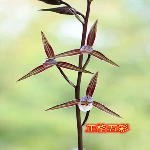 �����������ԝ�����ī�m�������Խ��Aɽ���쾫Ʒ�m�����҃Ȼ���