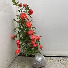 �����ļ���ľ��o�����ټtľ���͟��ͺ�����ͥԺֲ�����l�@�ֹ���