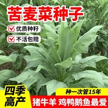 苦麦菜种子鹅菜籽四季苦麻菜喂猪鸡鸭鹅鱼草种籽多年生苦荬菜种籽