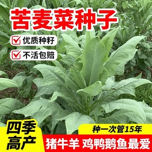 �����˷N���Z�����ļ������ι�i�u���Z�~�ݷN�Ѷ��������{�˷N��