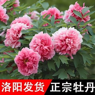 �������ĵ������������ͥԺ�̨�Gֲ�ذ껨�ܻ��������ļ��׻�